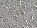 CUL7 Antibody in Immunohistochemistry (Paraffin) (IHC (P))