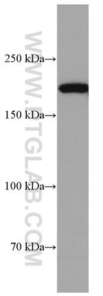 CUL7 Antibody in Western Blot (WB)