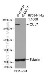 CUL7 Antibody in Western Blot (WB)