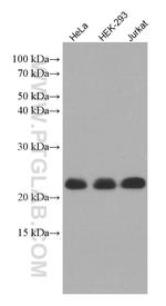 MED30 Antibody in Western Blot (WB)