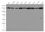 FLII Antibody in Western Blot (WB)