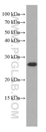 COMMD5 Antibody in Western Blot (WB)