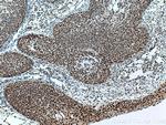 PELP1 Antibody in Immunohistochemistry (Paraffin) (IHC (P))