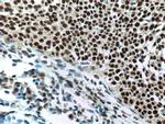 PELP1 Antibody in Immunohistochemistry (Paraffin) (IHC (P))