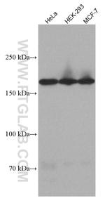 PELP1 Antibody in Western Blot (WB)