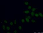 INTS3 Antibody in Immunocytochemistry (ICC/IF)