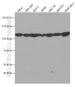INTS3 Antibody in Western Blot (WB)