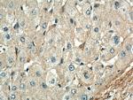 C1QA Antibody in Immunohistochemistry (Paraffin) (IHC (P))