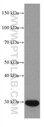 C1QA Antibody in Western Blot (WB)