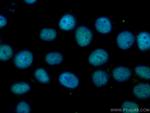 Cyclin H Antibody in Immunocytochemistry (ICC/IF)