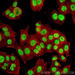 Cyclin H Antibody in Immunocytochemistry (ICC/IF)