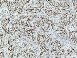Cyclin H Antibody in Immunohistochemistry (Paraffin) (IHC (P))