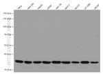 Cyclin H Antibody in Western Blot (WB)