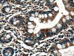 TRIM40 Antibody in Immunohistochemistry (Paraffin) (IHC (P))