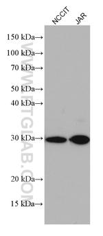 TRIM40 Antibody in Western Blot (WB)