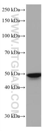 TFAP2A/AP-2 Antibody in Western Blot (WB)