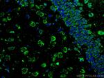 APBB1 Antibody in Immunohistochemistry (Paraffin) (IHC (P))