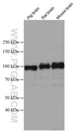APBB1 Antibody in Western Blot (WB)