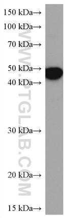 Alpha Sarcoglycan Antibody in Western Blot (WB)