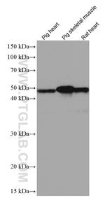 Alpha Sarcoglycan Antibody in Western Blot (WB)