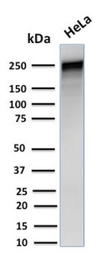 Spectrin Alpha 1 Antibody in Western Blot (WB)