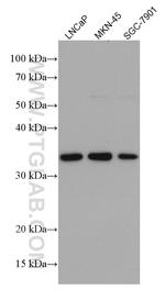 FRZB Antibody in Western Blot (WB)