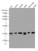 SDC2 Antibody in Western Blot (WB)