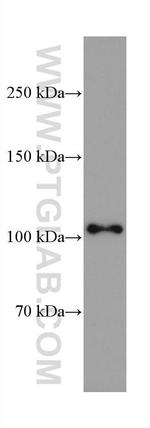 CNTN2 Antibody in Western Blot (WB)