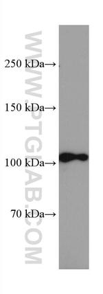 CNTN2 Antibody in Western Blot (WB)