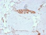 Fodrin/Alpha Spectrin II (SPTAN1)/NEAS Antibody in Immunohistochemistry (Paraffin) (IHC (P))