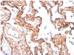 Fodrin/Alpha Spectrin II (SPTAN1)/NEAS Antibody in Immunohistochemistry (Paraffin) (IHC (P))