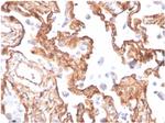 Fodrin/Alpha Spectrin II (SPTAN1)/NEAS Antibody in Immunohistochemistry (Paraffin) (IHC (P))