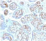 Fodrin/Alpha Spectrin II (SPTAN1)/NEAS Antibody in Immunohistochemistry (Paraffin) (IHC (P))