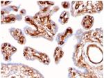 Fodrin/Alpha Spectrin II (SPTAN1)/NEAS Antibody in Immunohistochemistry (Paraffin) (IHC (P))
