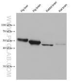ASAH1 Antibody in Western Blot (WB)