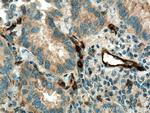 RALB Antibody in Immunohistochemistry (Paraffin) (IHC (P))