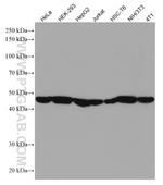 EIF3E Antibody in Western Blot (WB)