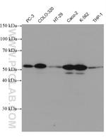 NEU3 Antibody in Western Blot (WB)
