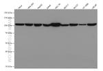 IDE Antibody in Western Blot (WB)