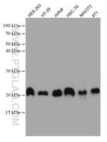 CNBP Antibody in Western Blot (WB)