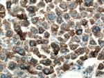 CYP3A4 Antibody in Immunohistochemistry (Paraffin) (IHC (P))