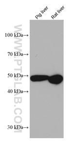 CYP3A4 Antibody in Western Blot (WB)