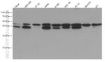 USF1 Antibody in Western Blot (WB)