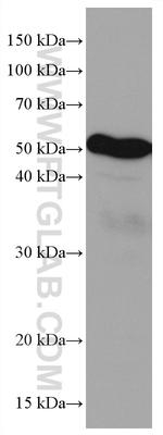 LILRB4 Antibody in Western Blot (WB)