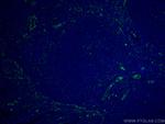 ABCA7 Antibody in Immunohistochemistry (Paraffin) (IHC (P))
