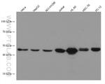 TRIM21 Antibody in Western Blot (WB)