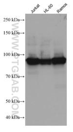 ELF1 Antibody in Western Blot (WB)