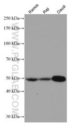 IRF8 Antibody in Western Blot (WB)