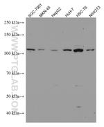 URG4 Antibody in Western Blot (WB)
