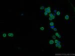CDC25B Antibody in Immunocytochemistry (ICC/IF)